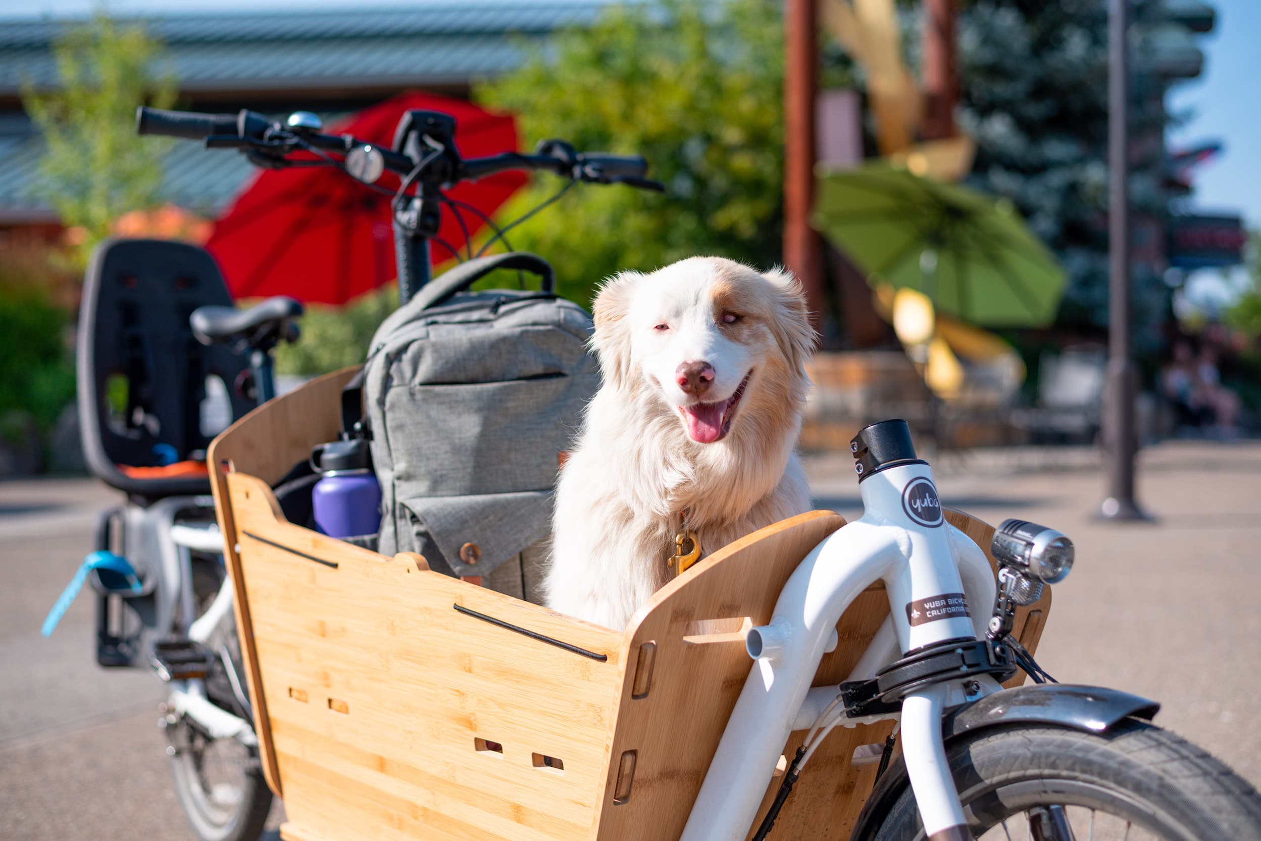 Hundetransportfahrrad - Yuba Supercargo